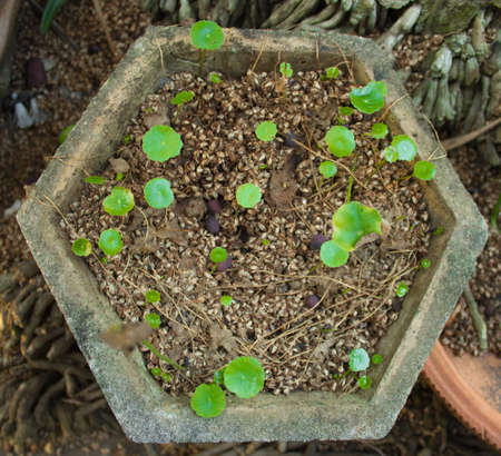 Centella asiatica growing potted concrete hexagonalの写真素材