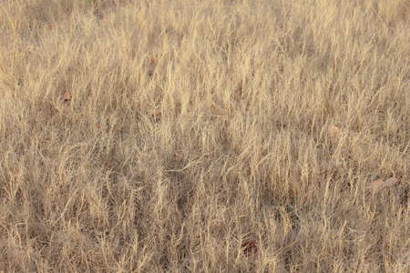 Grassy meadow on the background image of the dry season.の写真素材