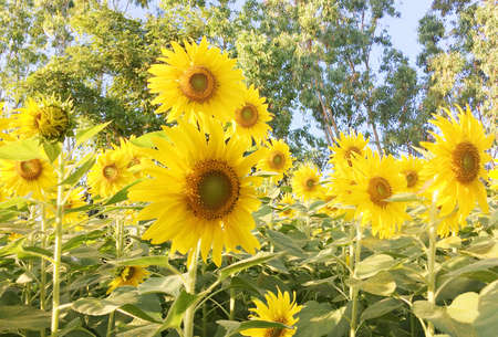 Sunflowers of many sizes turn to a single direction, with a background of eucalyptus trees.の写真素材