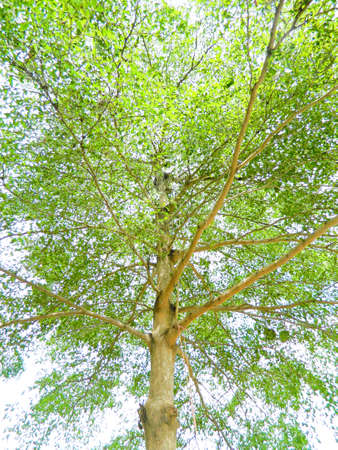 Aura of King Terminalia Fresh green ivorensis as background image.の写真素材