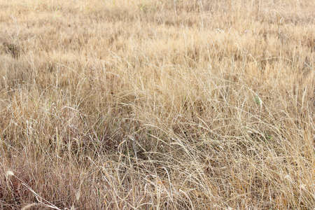 Dry meadow in dry season in Thailandの写真素材