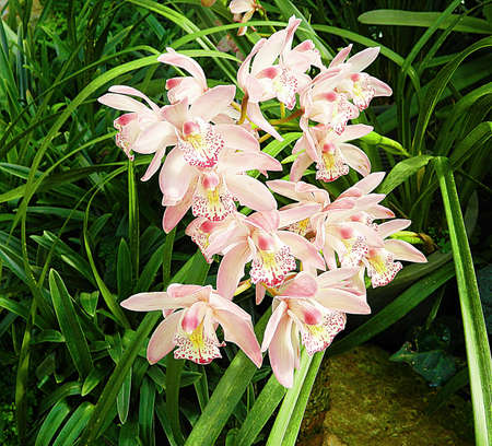 Orchid group pink flowers yellow spots in the middle of trees.の写真素材