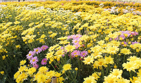 chrysanthemumの写真素材