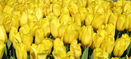 Yellow tulips in the plots for cutting flowers.の写真素材