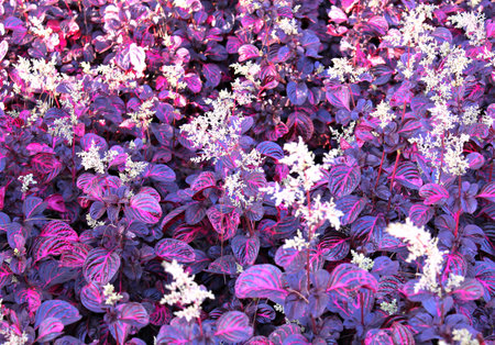 Purple field is blossoming in a tropical garden.