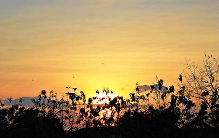 The sun shines in the morning, with light orange clouds and little birds.の写真素材