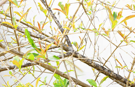 Trees, young leaves, brown, trunk, spring welcome.の写真素材