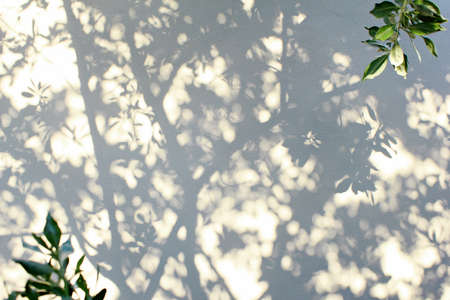 The shade of trees and leaves is a bush on a white wall in the morning.の写真素材
