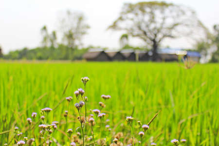 Small green grass, green fields, huts and trees in rural Thailand.の写真素材