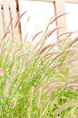 The red stalk grasses tend to sing along the winds in the summer.の写真素材