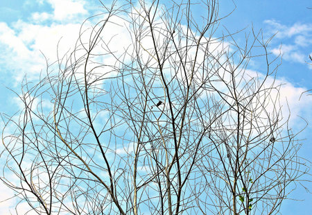 Dried branches, background behind clouds, blue skyの写真素材
