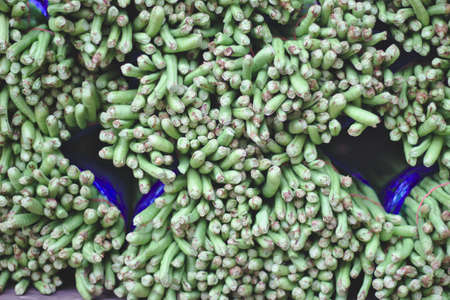 Background of long bean sprouts Harvested and bound together Saw the trees close.Fresh long bean bundleのeditorial素材