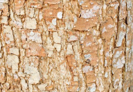 Brown tree skin,Tree skin, brown, shell, fungus, white, natural background, bright.bark of tree background and textureのeditorial素材