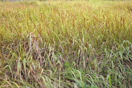 Golden grass fields from sunlight.Green background. Imperata cylindrica grass on the field in the morning light. Imperata cylindricaのeditorial素材