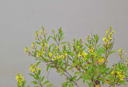 Grass flowers, yellow flowers, small flowering shrubs, white background wallsのeditorial素材