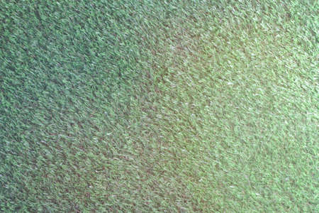 Green grassのeditorial素材