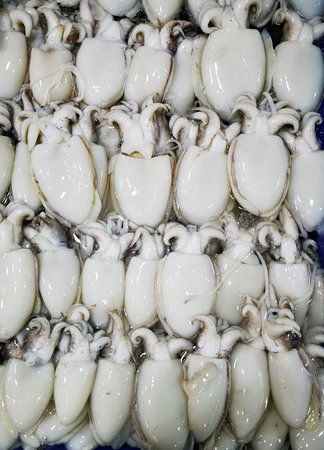 Bunch of fresh cuttlefish on ice. Street seafood in Asia spiny squids close-up is placed in a row on the refrigerated panel for sale at food market.の写真素材