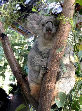 Vertical close-up view of a cute koala bear, disambiguation, or Phascolarctos cinereus, relaxing on a eucalyptus tree with green leaves in the zoo, Australia.の写真素材