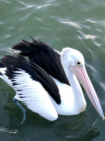 Close-up view of an Australian wildlife Pelican landing into the Clarence River at Maclean, New South Wales, Australia. Beautiful large black and white ocean bird is a wonderful sight of an Australian Outback, Australia.の写真素材