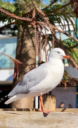 Vertical close-up view of a white pigeon perches gratefully on a wooden table in the park, Australia. The symbol of freedom. Concept for copy space or texture background.の写真素材