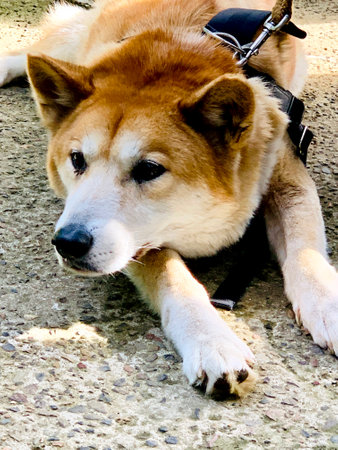 A very cute Japanese Shiba Inu lying on the floor lazily with the leash in the zoo, Australia. Pet Lover concept. Shiba Inu is a Japanese dog breed that is famous throughout the world.の写真素材