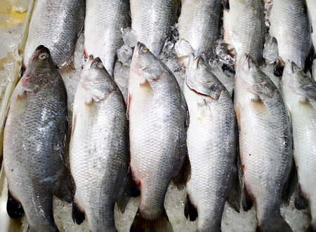 Bunch of fresh Lates calcarifer or snapper fish, Silver perch fish on ice. Street seafood in Asia spiny Asian seabass, barramundi, giant seaperch, silver seaperch fish, close-up is placed in a row on the refrigerated panel at the food market in Thailand.の写真素材