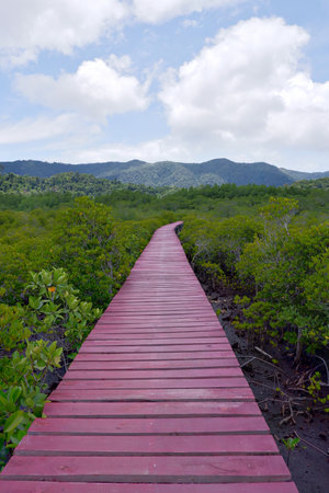 The red wooden walkway between the mangrove forest and blue sky.の写真素材
