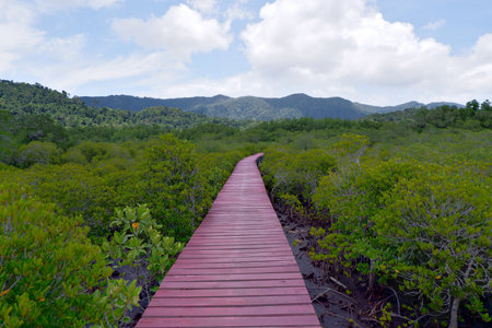 The red wooden walkway between the mangrove forest and blue sky.の写真素材