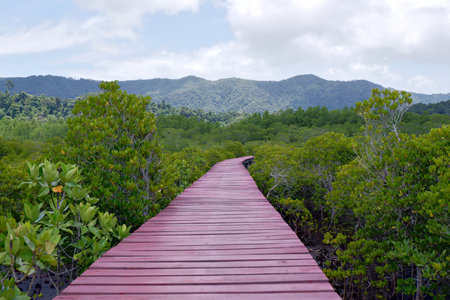 The red wooden walkway between the mangrove forest and blue sky.の写真素材