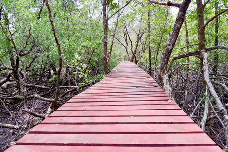 The red wooden walkway between the mangrove forest and blue sky.の写真素材
