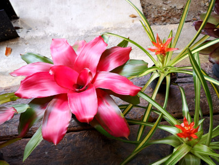 Bromelia Bromeliad (family: Bromeliaceae, subfamily: Bromelioideae) blooming flower plant.の写真素材