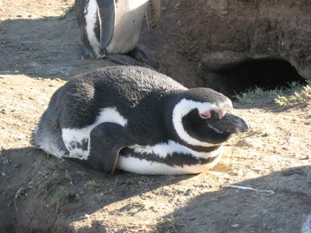 penguinの写真素材