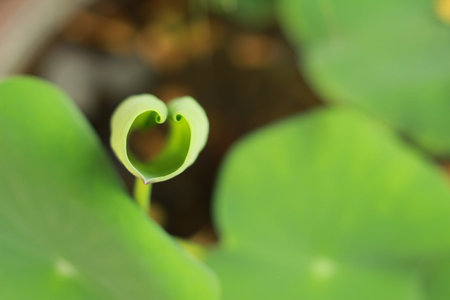 Heart on tree