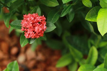 Flower spike.の写真素材