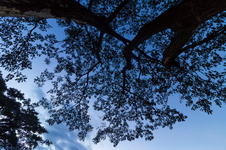 Silhouette tree at night
