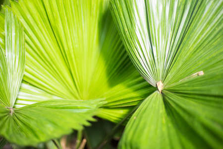 Abstract Green Background: Palm Leavesの写真素材