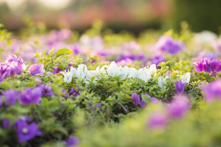Bougainvilleaの写真素材