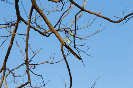 Branches of tree against the sky