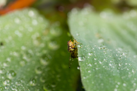 Macro of insect and drop waterの写真素材