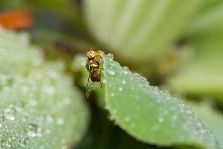 Macro of insect and drop waterの写真素材