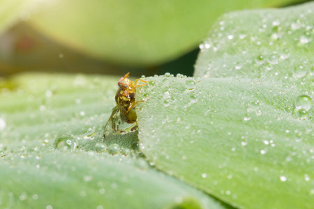 Macro of insect and drop waterの写真素材
