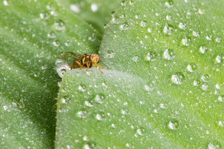 Macro of insect and drop water