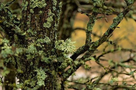 Moss on the tree.の写真素材
