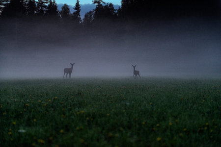 Deer on a night walk.の写真素材
