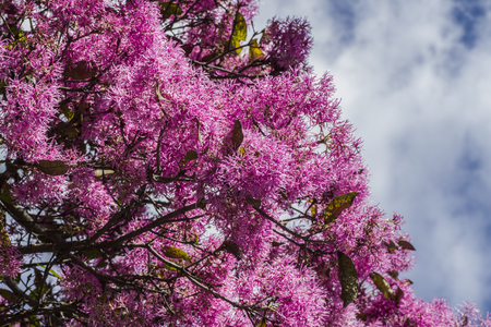 A group pink tree, Quito Ecuadorの写真素材