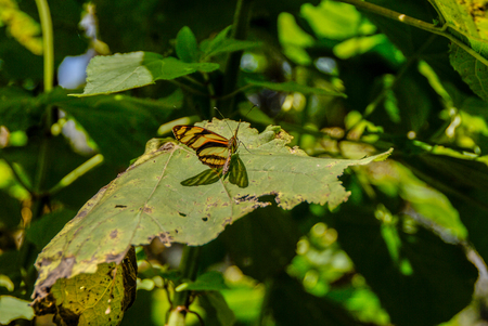 Yellow Butterfly, Peguche Otavaloの写真素材