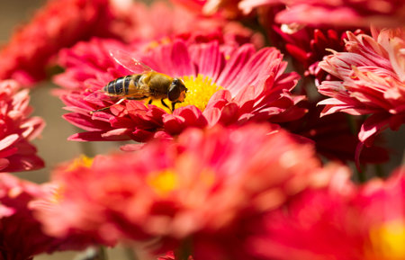 bee collecting pollen from flowerの写真素材