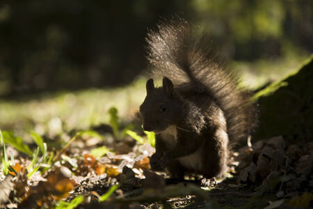 brown squirrel in autumn forestの写真素材