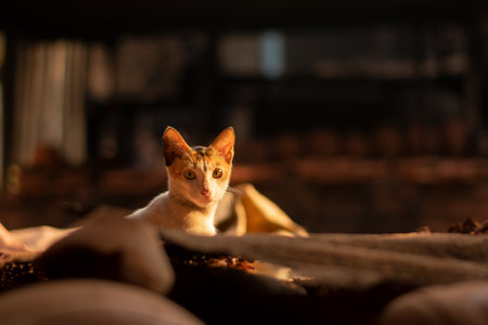 cat looking at cameraの写真素材