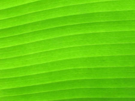 Banana leafの写真素材